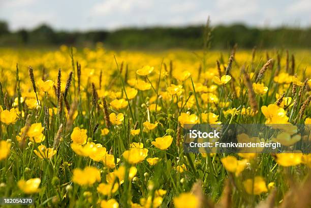 Buttercups — стоковые фотографии и другие картинки Лютик - Лютик, Луг, Цветок