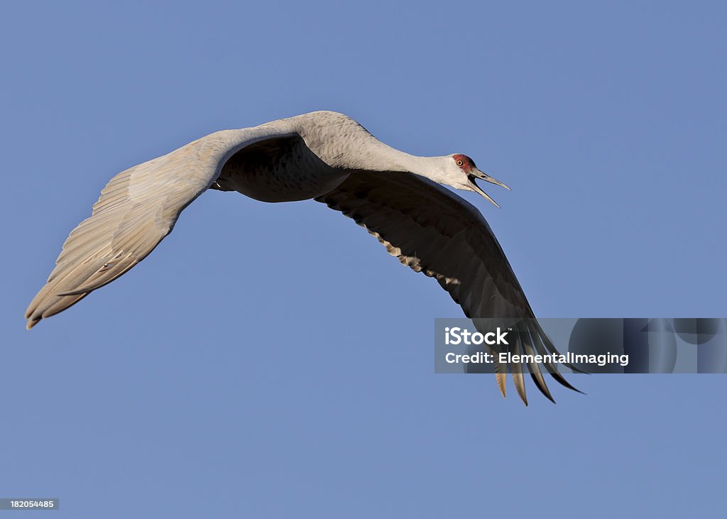 Sandhill Crane (Grus Canadensis) Isolated and Calling A sandhill crane calling as it flies Animal Stock Photo