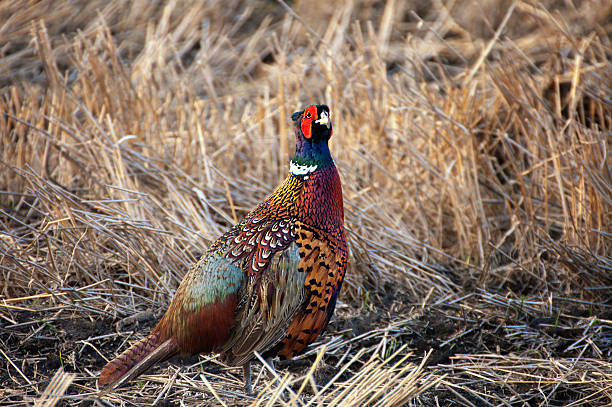 Ring-necked Pheasant in Manitoba "A beautifully-colored Ring-necked Pheasant sits in a field in Brandon, Manitoba.More of my bird images can be found here:" creighton stock pictures, royalty-free photos & images
