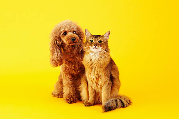 Dog and Cat stock photo