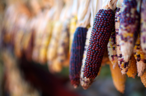 Bunches of Indian corn in a row