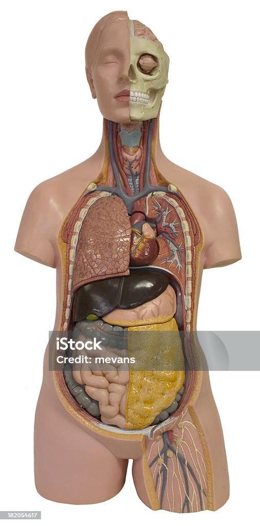 Modelo de anatomia humana - Royalty-free Adulto Foto de stock