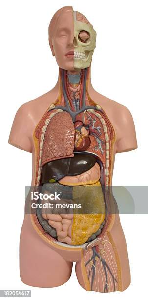 Modelo De Anatomia Humana - Fotografias de stock e mais imagens de Adulto - Adulto, Anatomia, Aprender