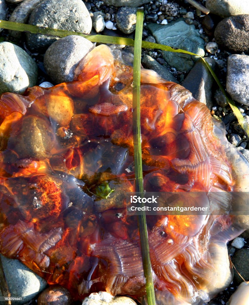 Qualle Nahaufnahme am Strand - Lizenzfrei Bedrohte Tierart Stock-Foto