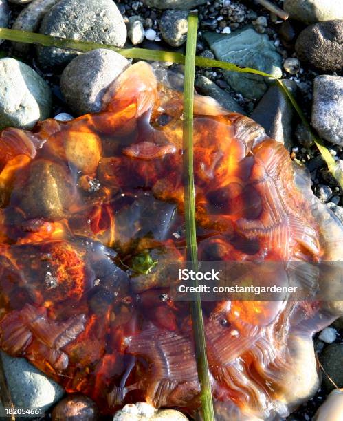 Świecąca Zbliżenie Na Plaży - zdjęcia stockowe i więcej obrazów Bez ludzi - Bez ludzi, Bezkręgowce, Fotografika