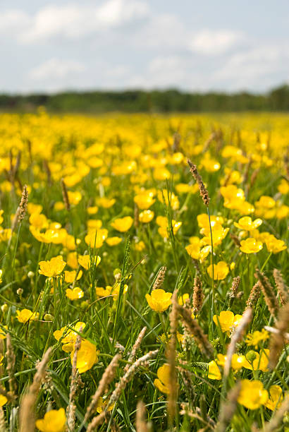 istock Field of Buttercups 182054877