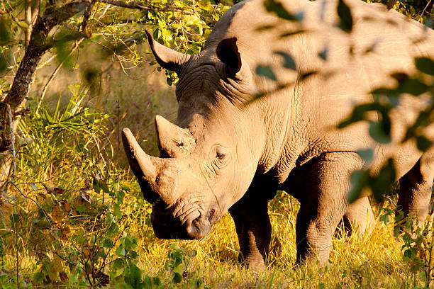 istock Young Male White Rhino 182055018