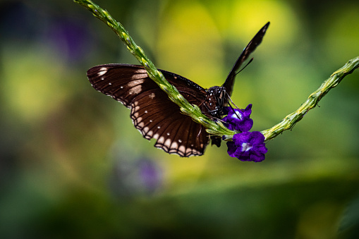 Butterfly on a purple flower