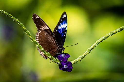 Butterfly on a purple flower 3