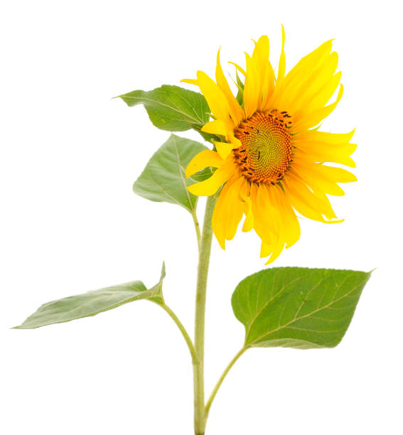 istock Yellow bright beautiful sunflower flower. 1820551887
