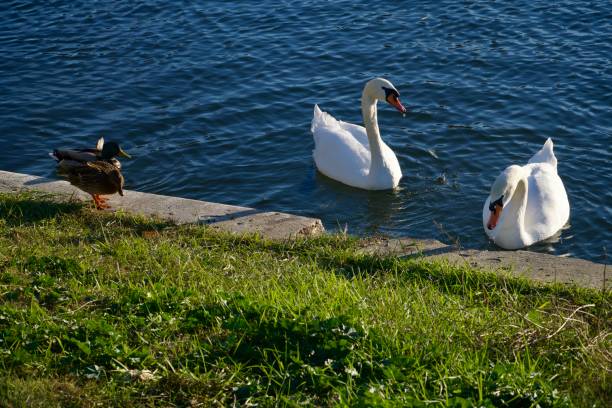 istock Tineretului Park, Bucharest City, Romania 1820552467