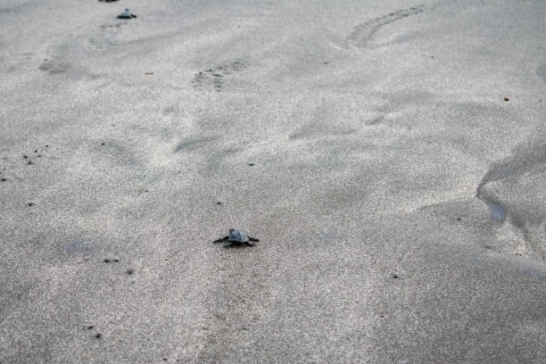 istock Baby Olive Ridley Sea Turtle Release 1820557146
