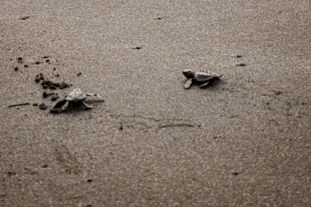 istock Baby Olive Ridley Sea Turtle Release 1820557171