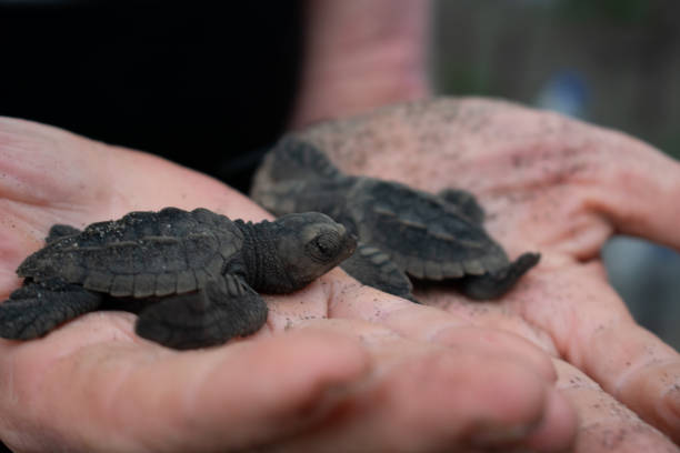 istock Baby Olive Ridley Sea Turtle Release 1820557764