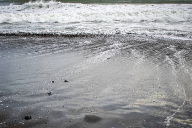 istock Baby Olive Ridley Sea Turtle Release 1820557788