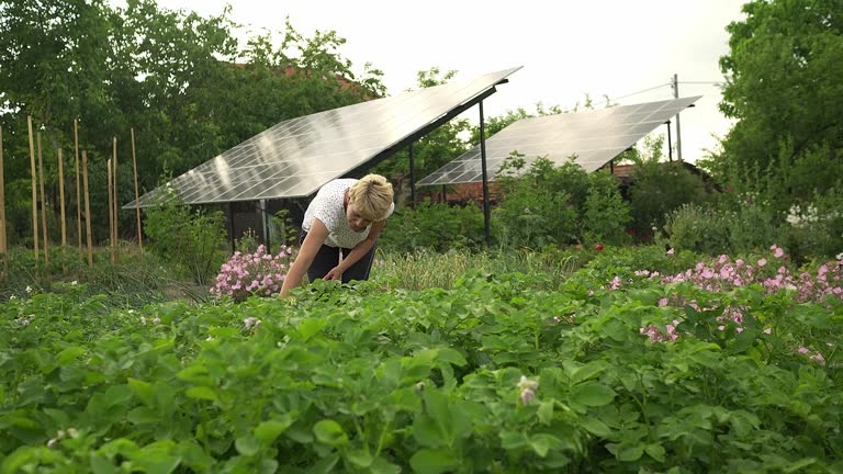 A woman checking her vegetables in garden