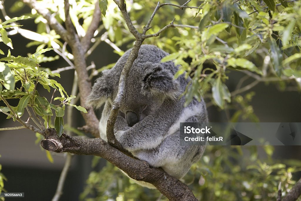 Sleepy Coala - Royalty-free Animal Cativo Foto de stock