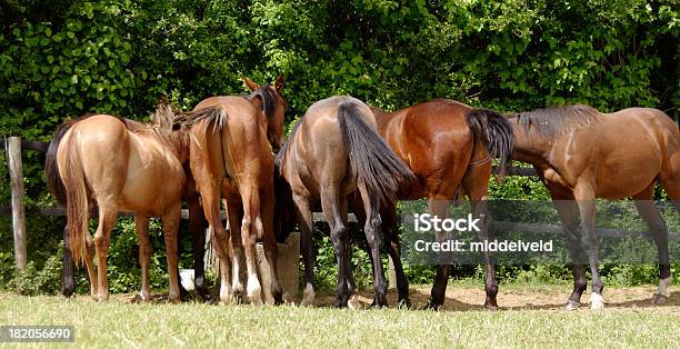 Los Caballos Foto de stock y más banco de imágenes de Animal - Animal, Animal doméstico, Bayo