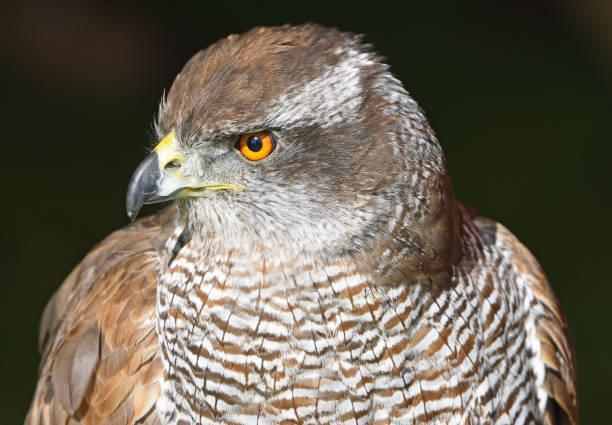 istock Close up of Goshawk perched on rail dark background. 1820569678