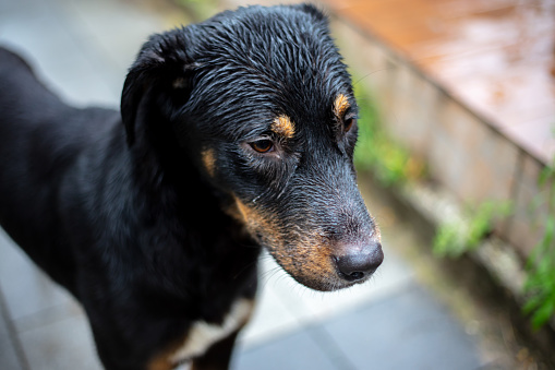 Stray dog ​​wet in the rain.