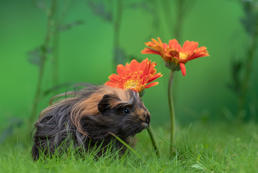 Coronet Guinea Pig in The flower garden with blurred green background