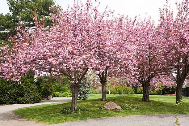 개화기 푸지 나무와 아몬드 나무에 - landscaped spring canada footpath 뉴스 사진 이미지