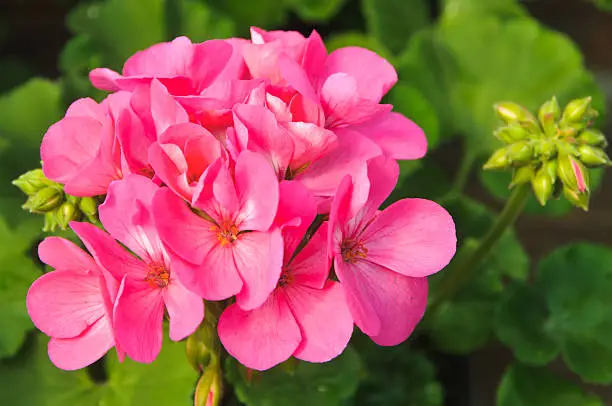 A hot pink geranium blossom on a plant in a greenhouse on Cape Cod.