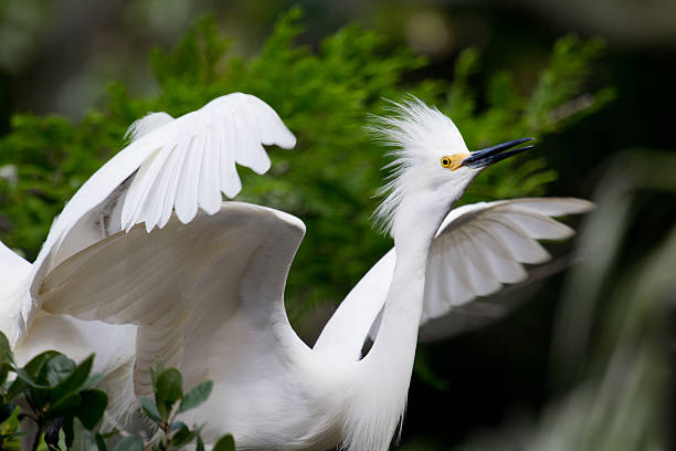 A Snowy Egret stands next to the nest.