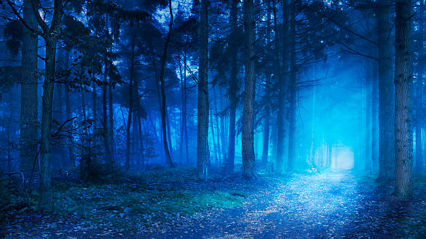 istock Path in a dark and foggy forest at dawn 182058358