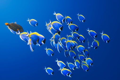 Shoal of powder blue surgeonfish - in the Indian Ocean to the Maldives - rays of light breaking down by water
