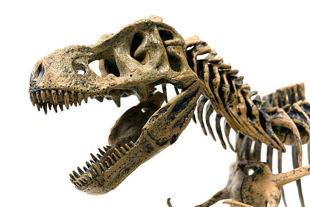 Tyrannosaurus Rex Skeleton Tyrannosaurus Rex Skeleton fossil stock pictures, royalty-free photos & images