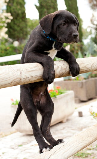 Adorable Baby dog (Cane Corso 2 months) Standing on Hind Legs looking through Fence