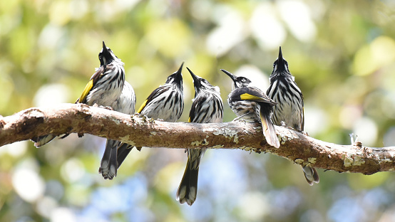 New Holland Honeyeaters mostly eat the nectar of flowers, and busily dart from flower to flower in search of this high-energy food. Other food items include fruit, insects and spiders. Birds may feed alone, but normally gather in quite large groups. Most feeding takes place in lower areas of bushes and thickets.