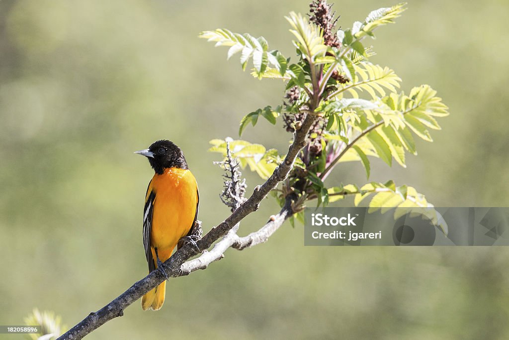 Jasny Baltimore Oriole na oddział - Zbiór zdjęć royalty-free (Bez ludzi)