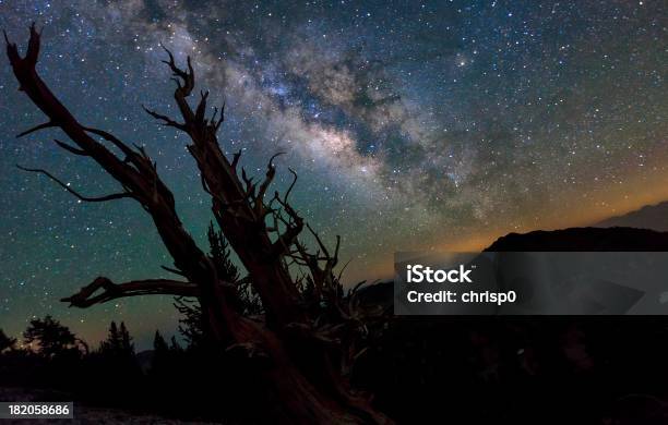 Milky Way と夜の空の古代の木 - Ancient Bristlecone Pine Forestのストックフォトや画像を多数ご用意 - Ancient Bristlecone Pine Forest, Horizon, からっぽ