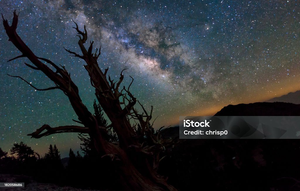 Milky Way e o céu noturno acima de uma árvore antiga - Foto de stock de Ancient Bristlecone Pine Forest royalty-free