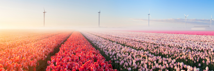 Colourful tulips in the Netherlands, photographed at sunrise on a beautiful foggy morning. A seamlessly stitched panoramic image.