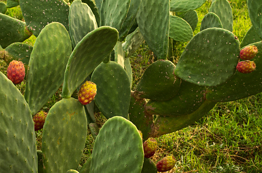 Picturesque view of green cactus with many ripe prickly pears. Colorful cactus fruits. One of the symbols of Sicily. Opuntia ficus-indica (Fichi di India). Nature concept. Tusa, Sicily, Italy.