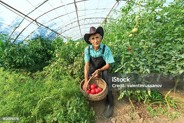 Farmer Pflücken Tomaten Stockfoto und mehr Bilder von Agrarbetrieb - Agrarbetrieb, Bauernberuf, Blatt - Pflanzenbestandteile