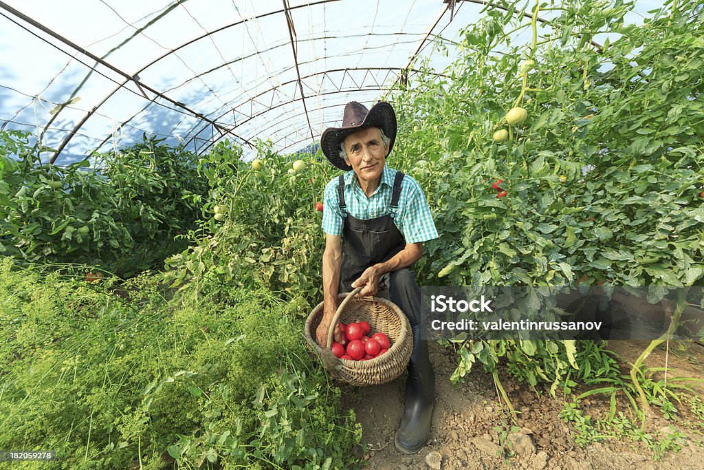 Agricultor colheita de tomate - Foto de stock de Adulto royalty-free