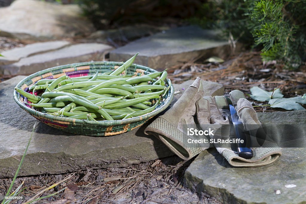 Vagem fresca em uma cesta na garden's edge. - Foto de stock de Alimentação Saudável royalty-free