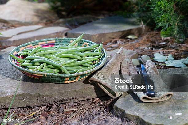 Fresco Feijão Verde Em Um Cesto No Jardim Da Ponta - Fotografias de stock e mais imagens de Alimentação Saudável