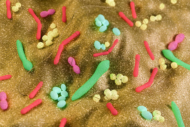 Gut Bacteria (3D) "Gut bacteria artist rendering showing assorted distribution of Staphylococcus, Enterococcus and Lactobacillus.Used global illumination camera blue shader and heavy detail with four lights, soft shadows and raytracing." bifidobacterium stock pictures, royalty-free photos & images