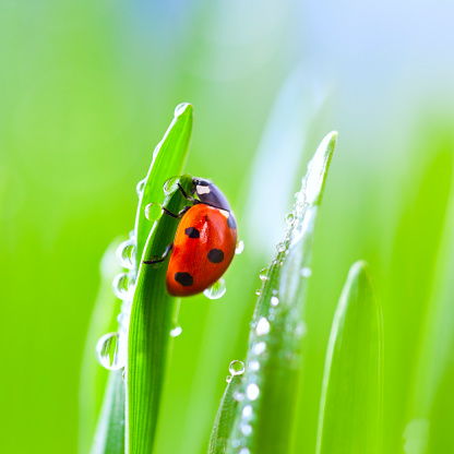 red ladybug on a green leaf in the grass, close-up blurred