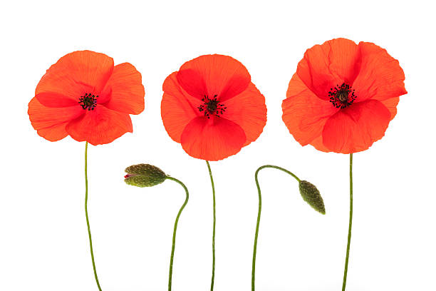 Three red corn open poppies and two buds Red Corn Poppies and flower buds arranged in a row isolated on white background with shallow depth of field. corn poppy photos stock pictures, royalty-free photos & images