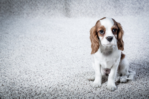 Cute Spaniel Pup on carpet