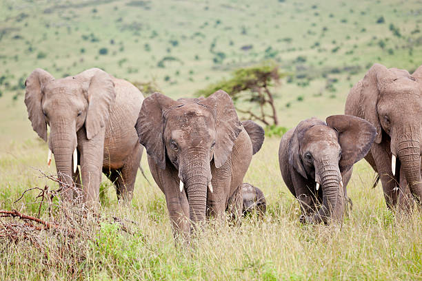 istock African Elephant herd in green 182060059