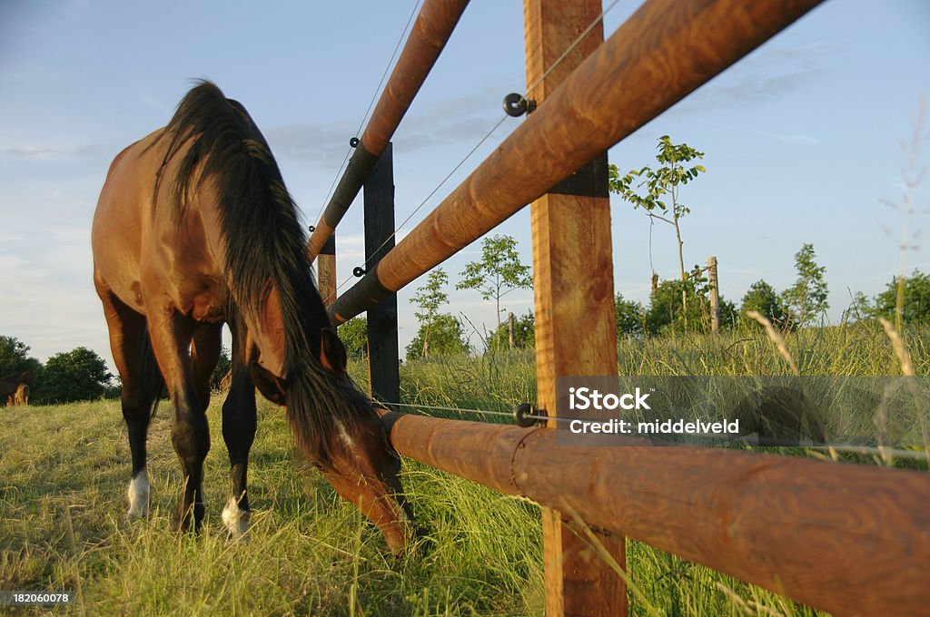 Horse cerca de la frontera - Foto de stock de Alambre libre de derechos