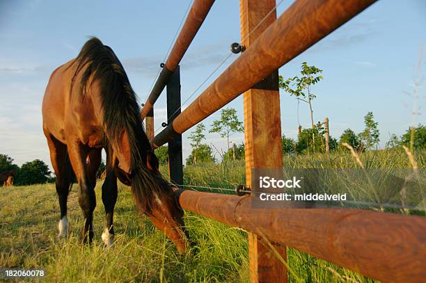 Horse Cerca De La Frontera Foto de stock y más banco de imágenes de Alambre - Alambre, Alazán - Color de caballo, Animal