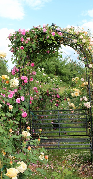 Garden with white and pink roses